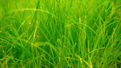 macro-shooting-of-green-juicy-grass