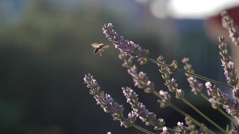 Honey-Bee-Pollinating-Lavender-Flowers