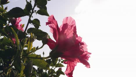 Pink-Bougainvillea-Blumen