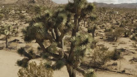 Vuelo-alrededor-de-un-árbol-de-Joshua-en-el-desierto