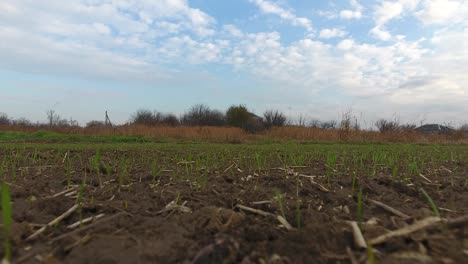 Wheatgrass-on-the-field.-Village-beyond-the-field.