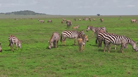 Zebras-Herde-mit-baby