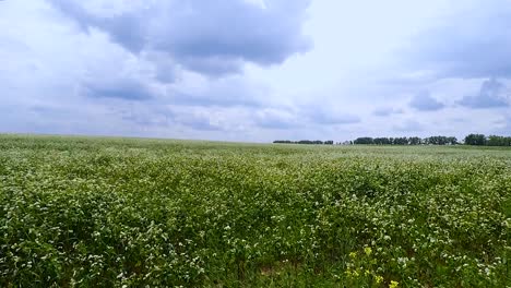 Mujer-se-encuentra-en-manos-de-campo-celebrada-mujer-alta-siente-naturaleza-sentido-viento-de-sol-en-la-piel