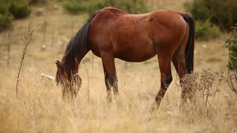 Footage-of-a-wild-brown-horse-grazing-peacefully-in-nature