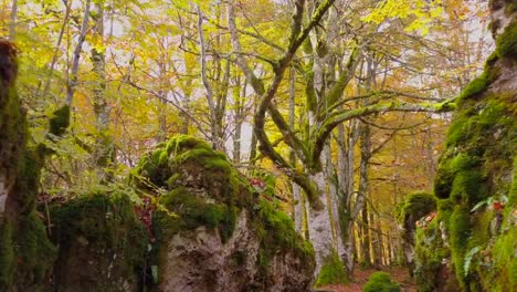 Farbige-Wald-im-Herbst