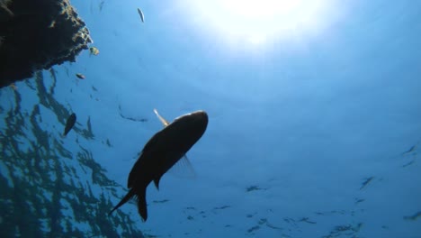 Fishes-swimming-underwater-shot-from-seabed-bottom-of-the-sea-with-sun-rays-through-clear-water.