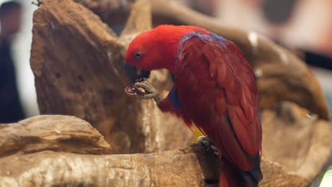 Macore-Bird-Hold-on-tree-branch.-Beautiful-macore-Parrot-bird-standing-on-a-wooden.