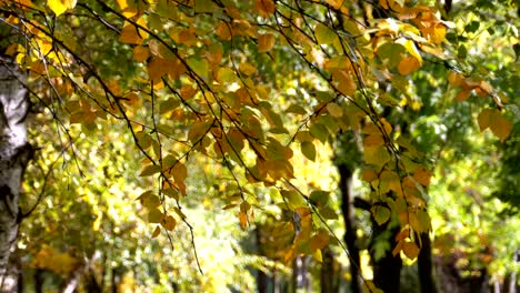 Hojas-de-otoño-amarillo-en-las-ramas-de-los-árboles-en-el-Parque