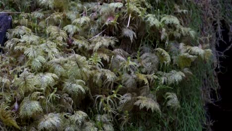 close-tilt-up-shot-of-moss-growing-in-hoh-rain-forest