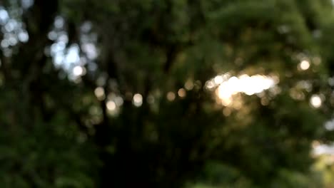 The-sun-shines-through-the-green-leaves-of-the-tree