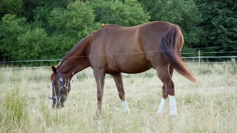 Chestnut-or-brown-horse-with-long-mane-grazing-on-a-field-near-forest