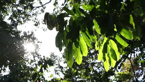 Hojas-verdes-y-ramas-en-el-viento