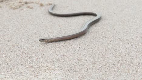 The-Anguis-fragilis-or-slow-worm