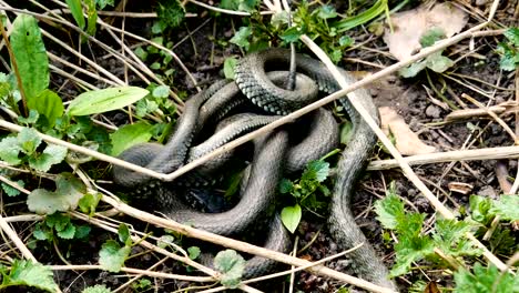 Many-Large-Black-Rat-Snake-in-the-Grass