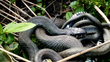 Viele-große-schwarze-Ratte-Schlange-In-The-Grass