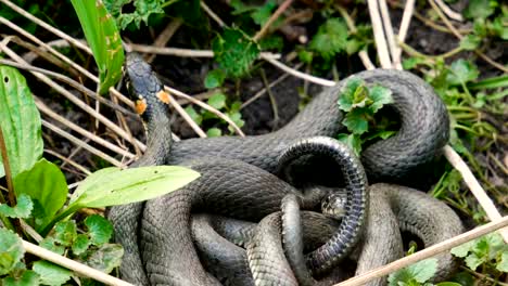 Muchos-grandes-negro-rata-serpiente-en-la-hierba