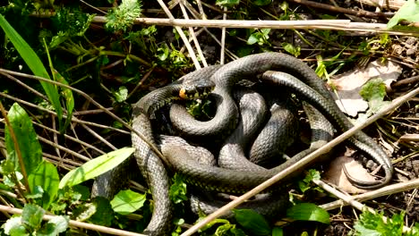 Viele-große-schwarze-Ratte-Schlange-In-The-Grass