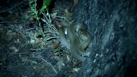 Wild-snake-tree-Africa-savannah-Kenya