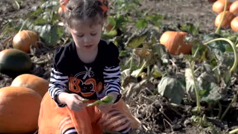 Kleinkind-Mädchen-in-süße-Halloween-Kleid-auf-der-Suche-nach-perfekter-Kürbis-auf-dem-Kürbisfeld.