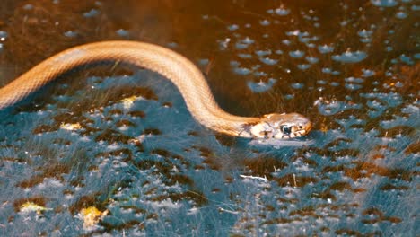 Grass-Snake-in-the-River