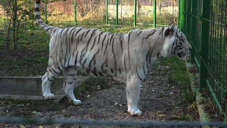 The-majestic-white-tiger