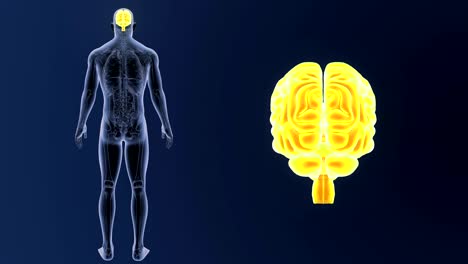 Zoom-de-cerebro-humano-Anatomía