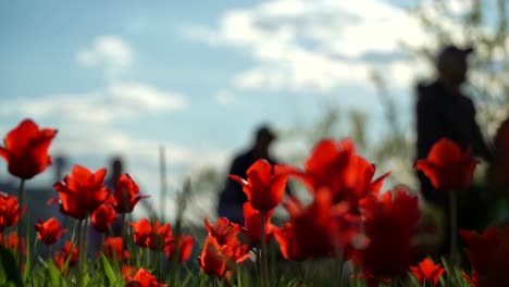 Redand-yellow-flowers-tulips-in-spring-city-park-in-background-of-crowd-of-unrecognizable-people-on-bicycles,-scooters-skateboards