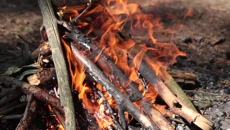 Burning-in-the-forest-bonfire-from-dry-twigs