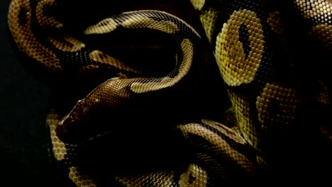 Pattern-of-royal-ball-python's-snakeskin