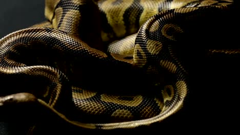 Snakeskin-of-two-ball-pythons-in-shadow