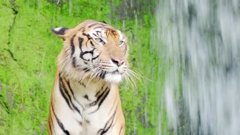 close-up.-Bengal-tigers-in-natural-waterfalls.-4K-Resolution