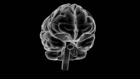 Radiografía-cerebral-de-estilo,-rotación-de-360.