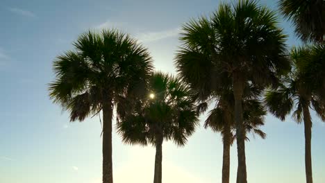 Silhouette-coconut-palm-trees-on-beach-at-sunset