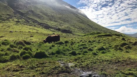 Impresionante-vista-de-toros,-vacas-o-yack-pastando-hierba-verde-en-Sierra-Prado-con-sol-perfecta-mañana-de-verano,-suburbios-rurales-de-montaña-en-las-Islas-Feroe-como-viajar,-agricultura,-granja