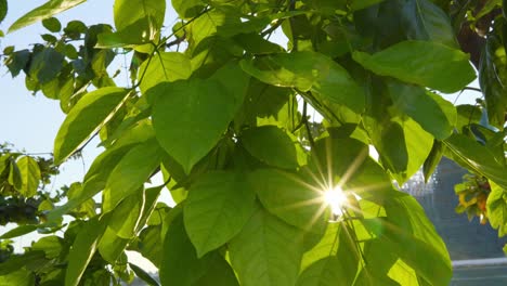 comes-up-through-leaves-at-sunrise