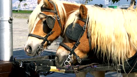 Caballo-caballo-de-alimentación-come-hierba.-Caballos-en-la-finca