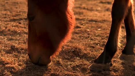 Braune-Pferde-Hintergrundbeleuchtung-bei-Sonnenuntergang-auf-Bauernhof-während-Dürre-mittlere-Aufnahme.-Dürre-in-Australien.