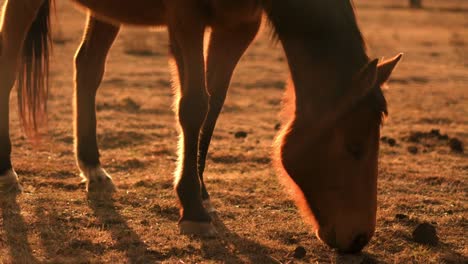 Brown-horse-backlit-at-sunset-on-farm-during-drought-close-shot