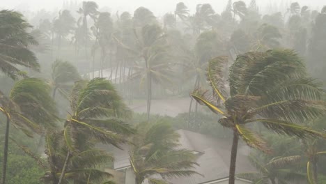 High-Winds-and-Rain-Blow-Palm-Trees-in-Tropical-Storm