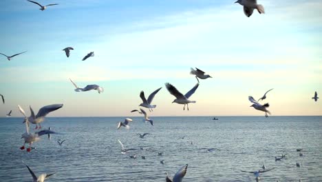 Seagulls-fly-over-the-sea.-Slow-Motion.