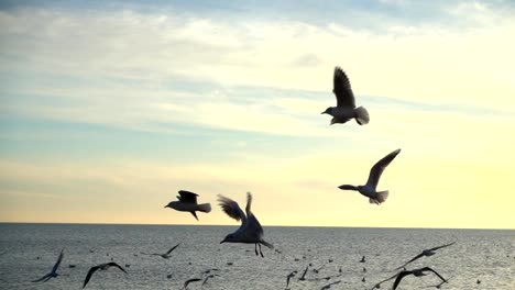 Seagulls-fly-over-the-sea.-Slow-Motion.