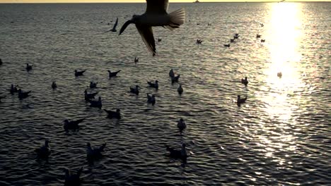 Seagulls-fly-over-the-sea.-Slow-Motion.