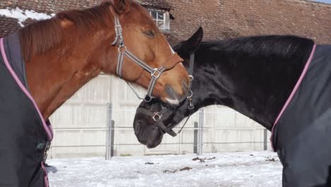 Marrón-y-negro-caballo-perfiles-en-entorno-cubierto-de-nieve