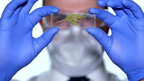 Biologist-examines-sample.-Science,-biology,-ecology.-Professional-scientist-wearing-protective-mask-working-with-herb-samples-in-his-laboratory.-Male-scientist-looking-at-plant-leaf-in-glass-slide.