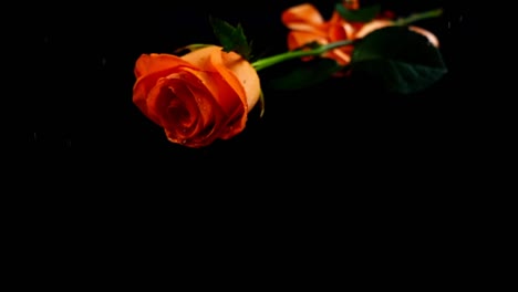 The-falling-rose-and-satin-ribbon-on-a-black-background.-Slow-motion.