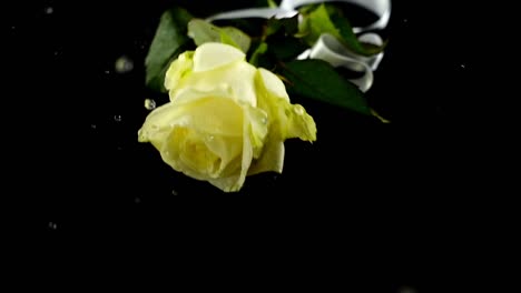 The-falling-rose-and-satin-ribbon-on-a-black-background.-Slow-motion.