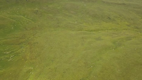 Herd-of-horses-running-on-summer-pasture-in-mountain-valley-aerial-view