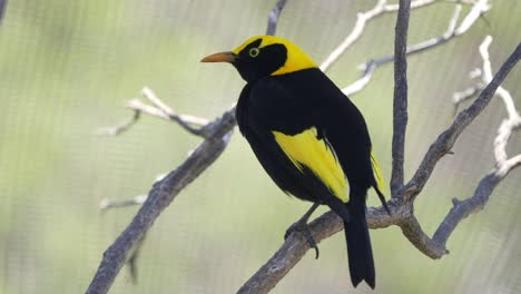 regent-bowerbird-perched-on-a-branch-at-a-walk-in-avairy-in-australia