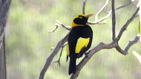 rear-view-of-a-beautiful-male-regent-bowerbird-at-a-walk-in-avairy