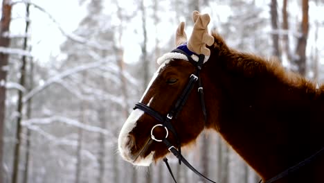 Caballo.-Caballo-en-un-gorro-con-cuernos-de-alce